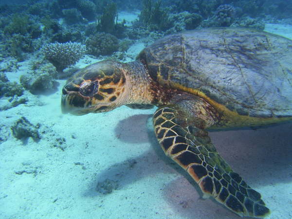 Andy_el_gouna_2005 011