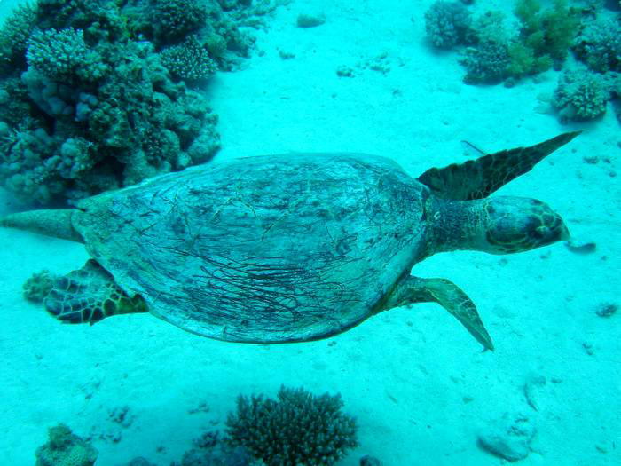 That's turtely rediculous