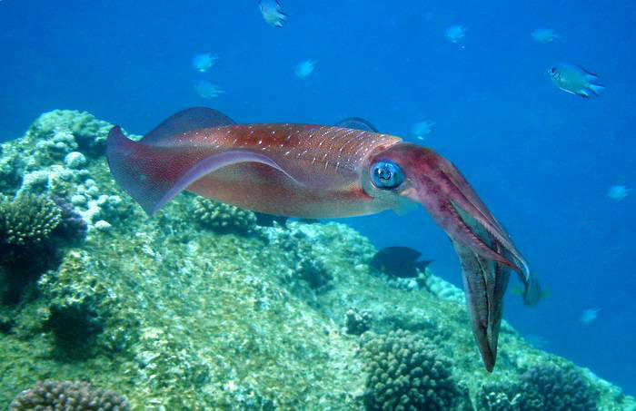Calamari - Fried or Boiled????